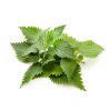 nettle